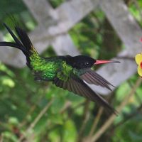 Sightseeing Tickets & Passes