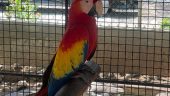I love the birds so much