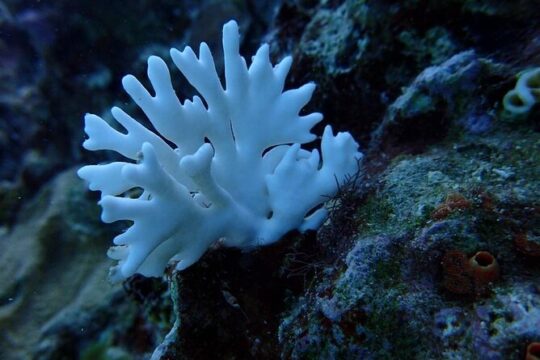 Scuba Diving and shopping in Montego Bay