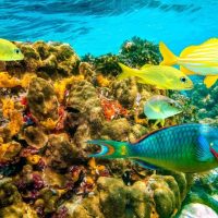 Scuba Diving