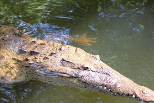 Crocodile Safari Combo and Pelican Bar
