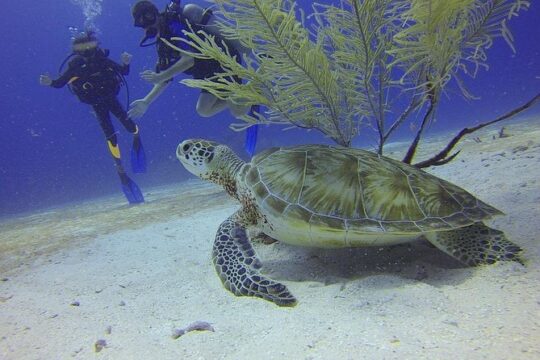 Certified 2-Tank Scuba Diving Tour from Montego Bay
