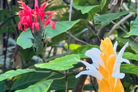Botanical and Bird Sanctuary Tour in Montego Bay