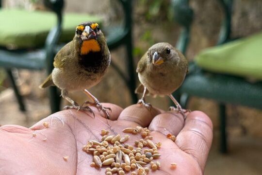 Bamboo rafting and bird sanctuary tour from Montegobay